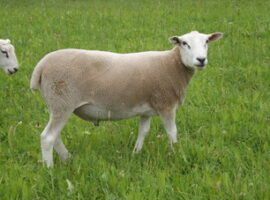 https://stonehousefarm.org/wp-content/uploads/2015/08/UK0221185-03566-270x200.jpg